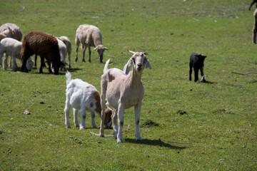 herd of goats in a pasture