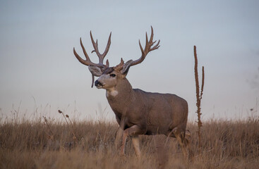 Mule Deer Buck During the Fall Rut in Colorado