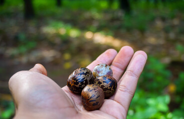 Rubber tree seeds on the hands 
