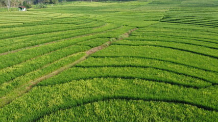 beautiful view of green rice fields in Nanggulan Kulon Progo