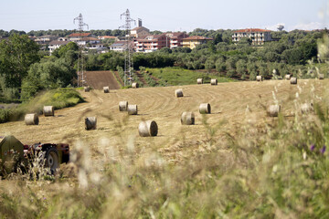 sheep in the field