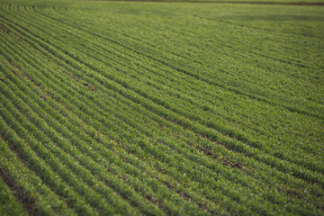 Green agricultural field, agricultural landscape. Country landscape with growing wheat. Agricultural field in a clear sunny day. High technologies and innovations in agro-industry.