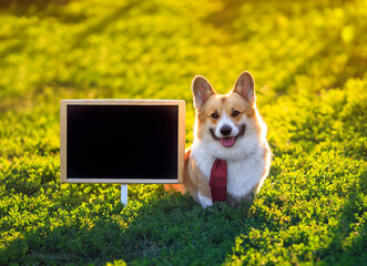 portrait of a red Corgi dog puppy standing in the green on the grass behind an empty black chalkboard at school on a Sunny day