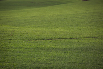 Green agricultural field, agricultural landscape. Country landscape with growing wheat. Agricultural field in a clear sunny day. High technologies and innovations in agro-industry.