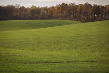 Fototapeta premium Green agricultural field, agricultural landscape. Country landscape with growing wheat. Agricultural field in a clear sunny day. High technologies and innovations in agro-industry.