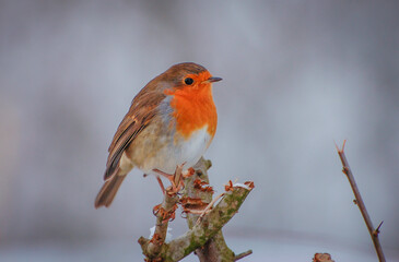 European Robin Perched on Branch	in Winter