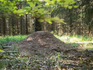 Ein großer Ameisenhügel der Roten Waldameisen im Wald fotografiert.