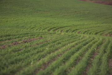 Close up of wheat plant. Green agricultural field, agricultural landscape. Country landscape with growing wheat. High technologies and innovations in agro-industry.