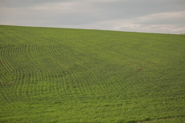 Obraz premium Green agricultural field, agricultural landscape. Country landscape with growing wheat. Agricultural field in a clear sunny day. High technologies and innovations in agro-industry.