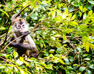 Baby spider monkey sitting in a tree. Auckland Zoo, Auckland, New Zealand