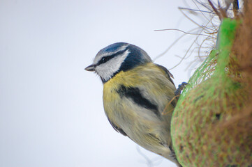 Eurasian Blue Tit Feeding Off Fat Balls Mid Winter