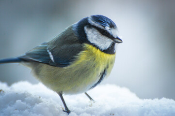 Blue Tit In Winter Snow