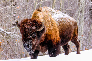 Bison trugging through the snow. Elk Island National Park, Alberta, Canada