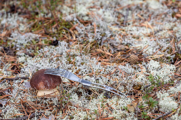 Appetizing boletus in red hat with fork on white moss in pine forest.