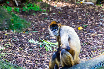 Bolivian squirel monkey sitting on a rock. Auckland Zoo, Auckland, New Zealand