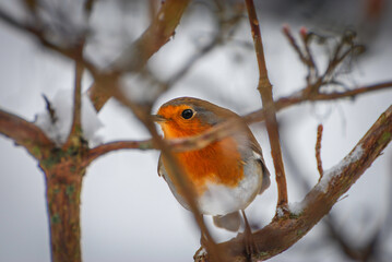 European Robin Amid Snowy Hawthorn Branches In Christmas Card Scene