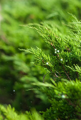 green grass background