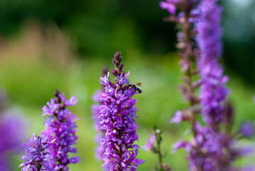 Obraz premium bee on lavender flower