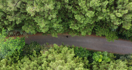 Aerial view of green summer forest with a road