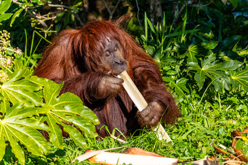 Bornean Orangutan munches on some bamboo. Auckland Zoo, Auckland, New Zealand © David
