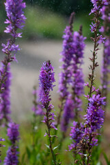 close up of lavender flowers