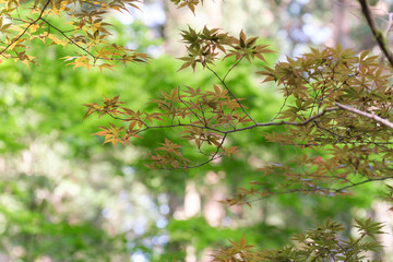紅葉が色づく季節