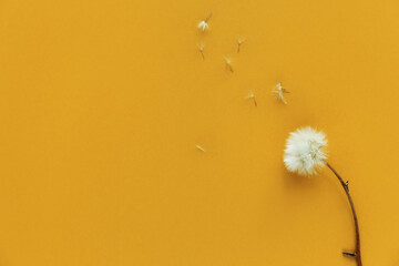 Dried dandelion flowers on colorful  background.