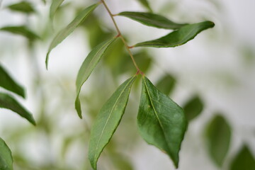 Curry Leaves
