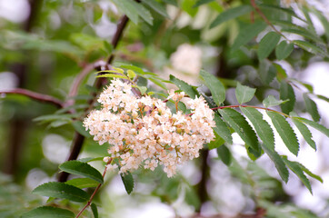 Flower of Sorbus aucuparia tree, commonly called rowan and mountain ash