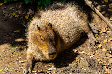 Capybara takes a snooze. Auckland Zoo, Auckland, New Zealand