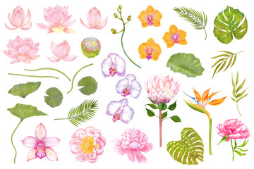 Watercolor set of flowers and plants. Lotus, peony, orchid, strelitzia, protea flowers. Monstera leaf, bamboo leaf, areca palm.