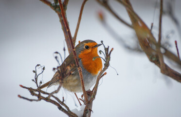 European Robin Perched In Hawthorn With Snow In Background