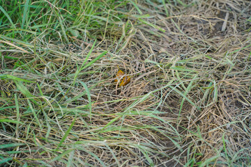 animal shit on a back yard synthetic green grass meadow textured background wallpaper pattern picture with empty copy space for text