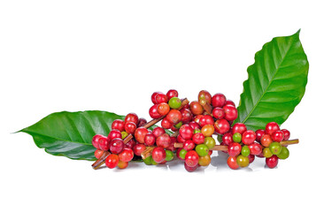 ripe coffee beans on white background