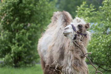 Bactrian camel with warm coat.
