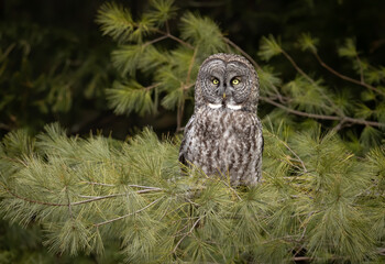 Fototapeta premium Great Grey Owl in Canada