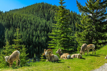 Obraz premium Rocky mountain sheep on the hillside and roadside. Banff National Park, Alberta, Canada