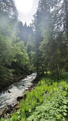 Wald Fluss Stein Gebirgsbach Steine Wildbach