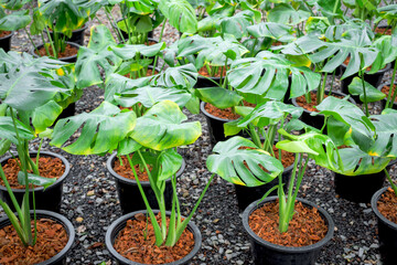 Monstera or Ornamental house plant in pots and put in a row at a tree shop that ready to sell.