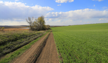 dirt road near green farming meadow