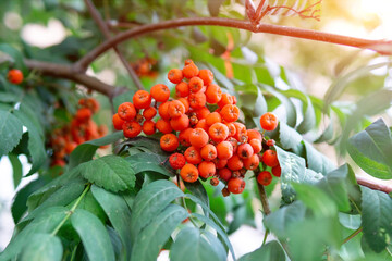 Rowan early autumn, the fruits of mountain ash. European Sorbus aucuparia on a tree branch