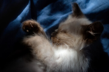 The kitten sleeps in the twilight