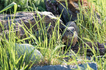 Wild ferret hiding in the midst of the grass in the grass.