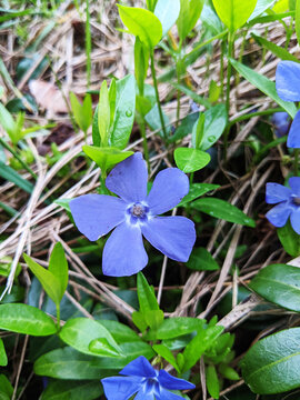 Blue Flower in Green Grass and Leaves