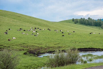 Fototapeta na wymiar Large herd of spotted cows graze on the green grass in the mountains.