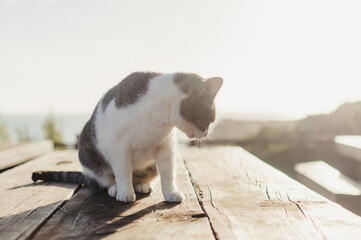 Adorable cat relaxing outdoors, close up image. Domestic pets collection. Countryside life background