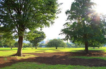 東京の公園　風景