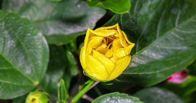 Time lapse of a yellow blooming hibiscus flower. A hibiscus flower blooms. The bud opens and blooms into a large yellow flower. Detailed macro time lapse of a blooming flower. Hibiscus bloom