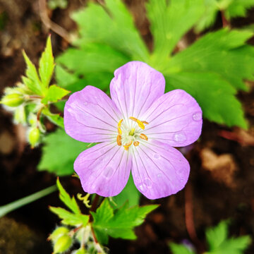 Purple Wild Geranium Flower in Spring 