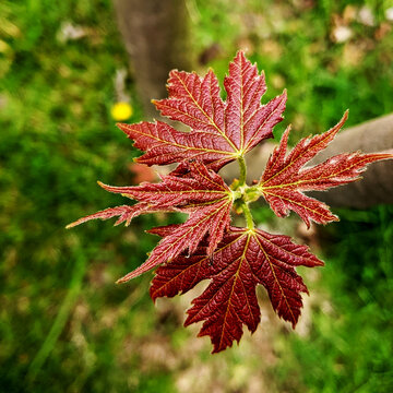 Young Red Maple Leaves in Springtime